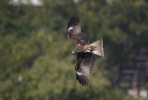 Black-eared Kite