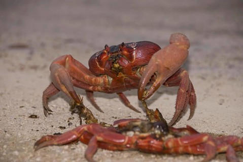 Christmas island red crab