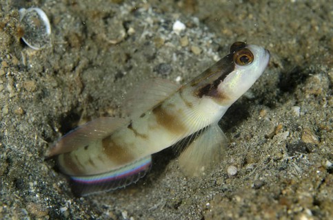 Masked goby