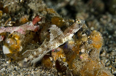 Monster Shrimpgoby
