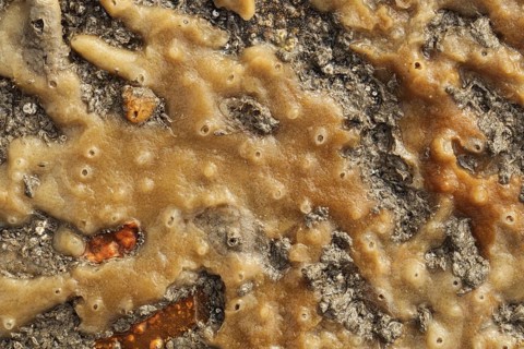 Breadcrumb Sponge