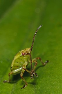 Birch shieldbugs