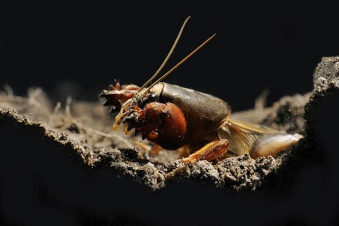 European Mole Cricket