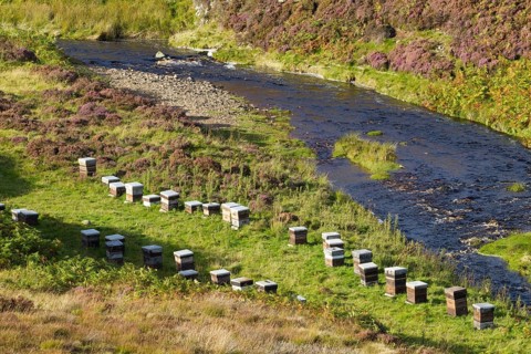Beekeeping