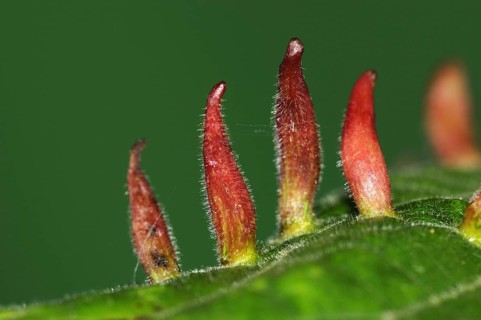 Bugle gall