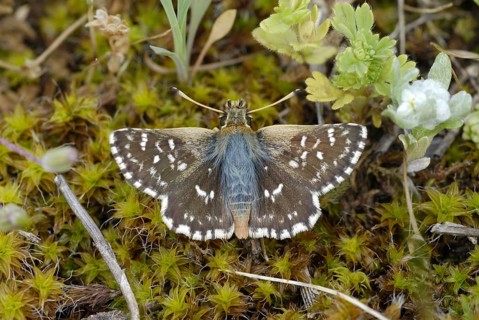 Red Underwing Skipper