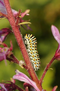 Common swallowtail