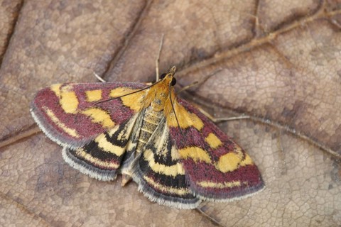Purple borer