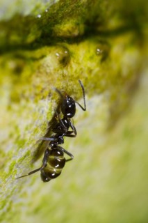Ant