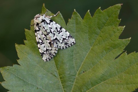 Scarce merveille du jour