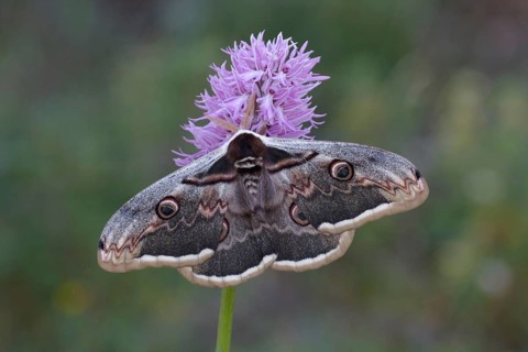 Great Peacock