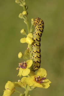 Cucullia lychnitis