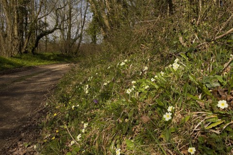 Common Primrose