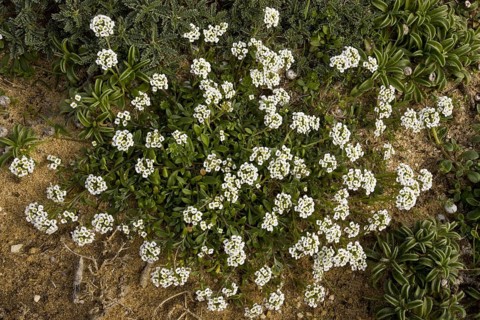 Beach silverweed
