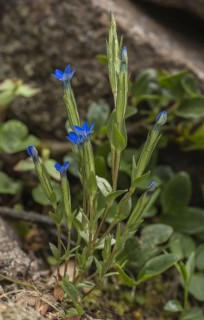 Snow gentian