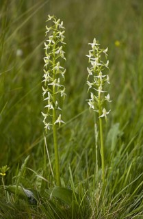 Small lesser butterfly-orchid