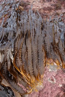 Sea belt