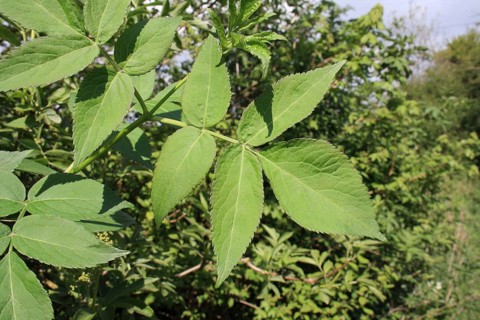 Elder