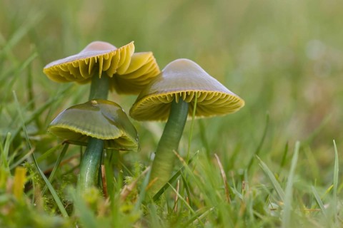 Parrot Waxcap