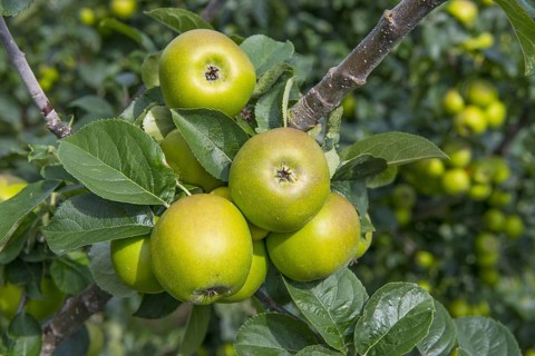 Cultivated Apple