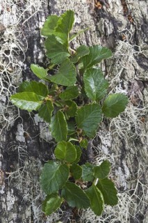 Lenga beech