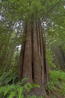 Coastal redwood