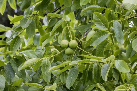 Black walnut