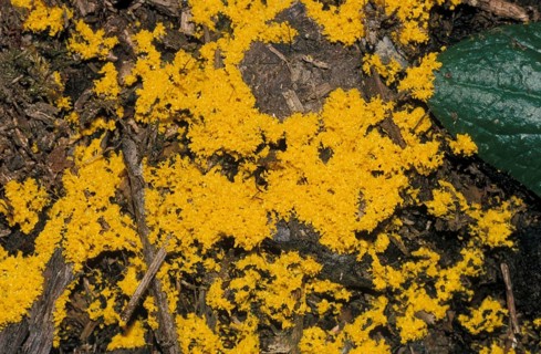 Dog vomit slime mold