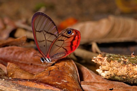 Glass-winged butterfly