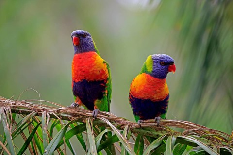 Coconut lorikeet
