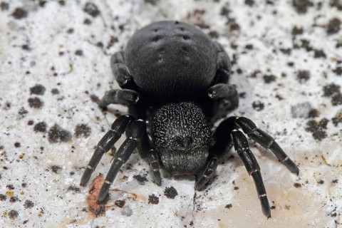 Ladybird spider