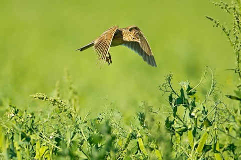 Skylark