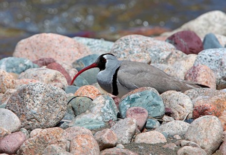 Ibisbill
