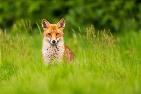 Red fox