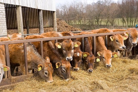 Domestic cattle