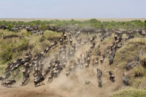 Western blue wildebeest