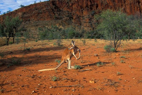 Red kangaroo