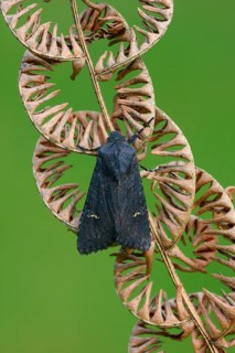 Black rustic