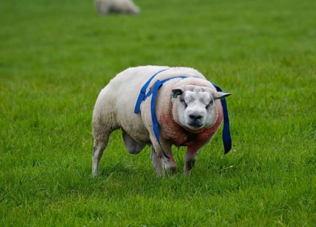 Domestic Sheep