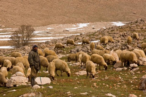 Sheep breeding