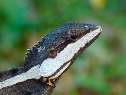 Northern water dragon