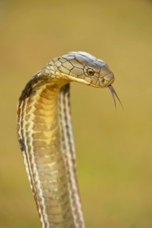 King Cobra