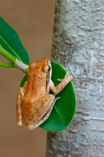 Common Indian tree frog