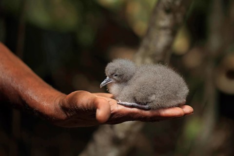 Audubon's Shearwater