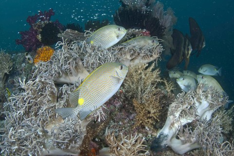 Orange-spotted spinefoot