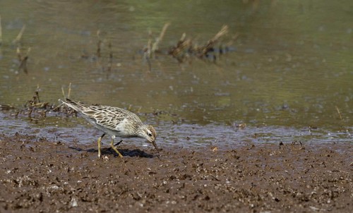 Sharp-tailed Sandpiper