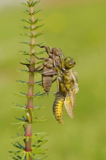 Broad-bodied Chaser adult