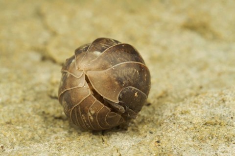 Common Pill Woodlouse