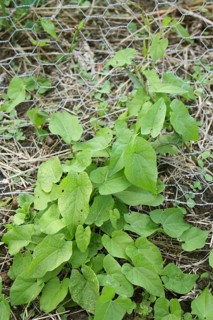 Hedge Bindweed