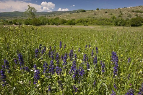 Blue Bugle